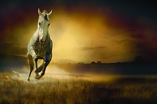 white running horse during daytime HD wallpaper